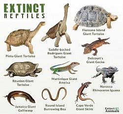 Giant Amphibians