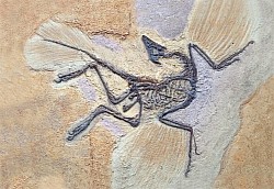 Archaeopteryx Lithographical