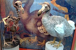 Dodo Raphus Cucullactus
