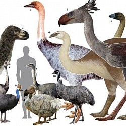 All Elephant 🐘 Birds 🐦