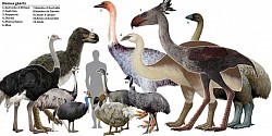 All Elephant 🐘 Birds 🐦