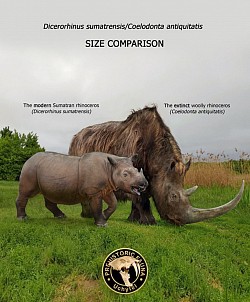 🦏 Woolly Rhinoceros 🦏