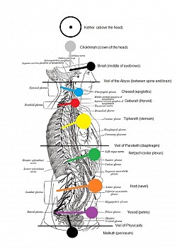 Seven Plexus