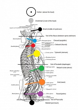 Seven Plexus