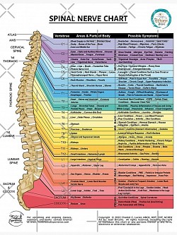 Spinal Nerve Plexus