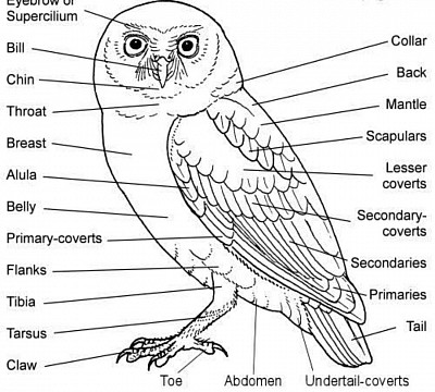 OWL Anatomy . * Some organisms have mirror image sex chromosomes: where the homogeneous sex is the male, with two Z chromosomes, and the female is the heterogeneous sex with a Z chromosome and a W chromosome. For example, the ZW sex-determination system is found in Birds, Snakes, and Butterflies; the females have ZW sex chromosomes, and males have ZZ sex chromosomes. *