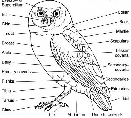 OWL Anatomy . * Some organisms have mirror image sex chromosomes: where the homogeneous sex is the male, with two Z chromosomes, and the female is the heterogeneous sex with a Z chromosome and a W chromosome. For example, the ZW sex-determination system is found in Birds, Snakes, and Butterflies; the females have ZW sex chromosomes, and males have ZZ sex chromosomes. *