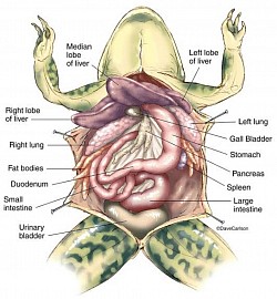 AMPHIBIAN BULL FROG 🐸 ANATOMY