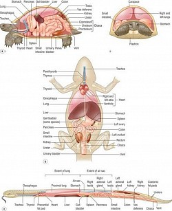 REPTILES ANATOMY 🦎🐉🐢