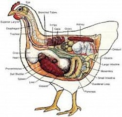 AVION ANATOMY 🕊️🐓🦆🦉🦅