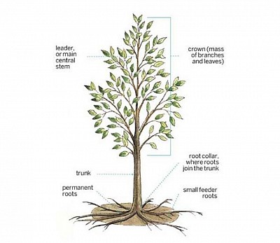 Trees 🎄 🌳 Anatomy 🌴 Ferritin is an iron storage protein that is found in plants and animals. It is usually formed from 24 subunits that self-assemble into a spherical shell that is approximately 2 nm thick, with an outer diameter that varies with iron loading up to about 16 nm. Up to ~4500 iron atoms can be stored inside the core of the shell in the Fe3+ oxidation state as water-insoluble compounds such as ferrihydrite and magnetite. Ferritin is able to store electrons for at least several hours, which reduce the Fe3+ to water soluble Fe2+. Electron tunneling as the mechanism by which electrons transit the 2 nm thick protein shell was proposed as early as 1988. Electron tunneling associated with ferritin is a quantum biological process, and ferritin is a quantum biological agent. Electron tunneling through ferritin between electrodes is independent of temperature, which indicates that it is substantially coherent and activation-less. The electron tunneling distance is a function of the size of the ferritin. Single electron tunneling events can occur over distances of up to 8 nm through the ferritin, and sequential electron tunneling can occur up to 12 nm through the ferritin. It has been proposed that the electron tunneling is magnon-assisted and associated with magnetite microdomains in the ferritin core. Early evidence of quantum mechanical properties exhibited by ferritin in vivo was reported in 2004, where increased magnetic ordering of ferritin structures in placental macrophages was observed using small angle neutron scattering (SANS). Quantum dot solids also show increased magnetic ordering in SANS testing, and can conduct electrons over long distances. Increased magnetic ordering of ferritin cores disposed in an ordered layer on a silicon substrate with SANS testing has also been observed. Ferritin structures like those in placental macrophages have been tested in solid state configurations and exhibit quantum dot solid-like properties of conducting electrons over distances of up to 80 microns through sequential tunneling and formation of Coulomb blockades. Electron transport through ferritin in placental macrophages may be associated with an anti-inflammatory function.  Conductive atomic force microscopy of substantia nigra pars compacta (SNc) tissue demonstrated evidence of electron tunneling between ferritin cores, in structures that correlate to layers of ferritin outside of neuromelanin organelles.   Evidence of ferritin layers in cell bodies of large dopamine neurons of the SNc and between those cell bodies in glial cells has also been found, and is hypothesized to be associated with neuron function. Overexpression of ferritin reduces the accumulation of reactive oxygen species (ROS), and may act as a catalyst by increasing the ability of electrons from antioxidants to neutralize ROS through electron tunneling. Ferritin has also been observed in ordered configurations in lysosomes associated with erythropoiesis, where it may be associated with red blood cell production. While direct evidence of tunneling associated with ferritin in vivo in live cells has not yet been obtained, it may be possible to do so using QDs tagged with anti-ferritin, which should emit photons if electrons stored in the ferritin core tunnel to the QD. 🍁🪞 Currently, there exist four major life processes that have been identified as influenced by quantum effects: enzyme catalysis, sensory processes, energy transference, and information encoding. Other quantum phenomena in biological systems include the conversion of chemical energy into motion and brownian motors in many cellular processes. Hypotheses such as orchestrated objective reduction which postulate a link between quantum mechanics and consciousness have drawn criticism from the scientific community with some claiming it to be pseudoscientific and 