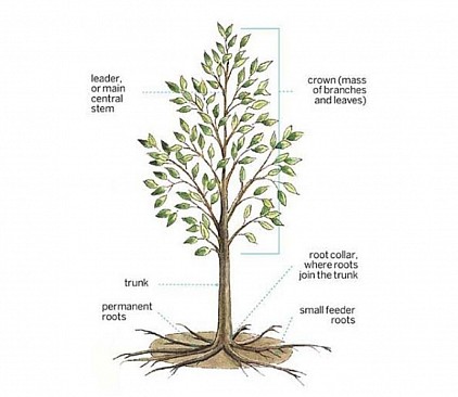 Trees 🎄 🌳 Anatomy 🌴 Ferritin is an iron storage protein that is found in plants and animals. It is usually formed from 24 subunits that self-assemble into a spherical shell that is approximately 2 nm thick, with an outer diameter that varies with iron loading up to about 16 nm. Up to ~4500 iron atoms can be stored inside the core of the shell in the Fe3+ oxidation state as water-insoluble compounds such as ferrihydrite and magnetite. Ferritin is able to store electrons for at least several hours, which reduce the Fe3+ to water soluble Fe2+. Electron tunneling as the mechanism by which electrons transit the 2 nm thick protein shell was proposed as early as 1988. Electron tunneling associated with ferritin is a quantum biological process, and ferritin is a quantum biological agent. Electron tunneling through ferritin between electrodes is independent of temperature, which indicates that it is substantially coherent and activation-less. The electron tunneling distance is a function of the size of the ferritin. Single electron tunneling events can occur over distances of up to 8 nm through the ferritin, and sequential electron tunneling can occur up to 12 nm through the ferritin. It has been proposed that the electron tunneling is magnon-assisted and associated with magnetite microdomains in the ferritin core. Early evidence of quantum mechanical properties exhibited by ferritin in vivo was reported in 2004, where increased magnetic ordering of ferritin structures in placental macrophages was observed using small angle neutron scattering (SANS). Quantum dot solids also show increased magnetic ordering in SANS testing, and can conduct electrons over long distances. Increased magnetic ordering of ferritin cores disposed in an ordered layer on a silicon substrate with SANS testing has also been observed. Ferritin structures like those in placental macrophages have been tested in solid state configurations and exhibit quantum dot solid-like properties of conducting electrons over distances of up to 80 microns through sequential tunneling and formation of Coulomb blockades. Electron transport through ferritin in placental macrophages may be associated with an anti-inflammatory function.  Conductive atomic force microscopy of substantia nigra pars compacta (SNc) tissue demonstrated evidence of electron tunneling between ferritin cores, in structures that correlate to layers of ferritin outside of neuromelanin organelles.   Evidence of ferritin layers in cell bodies of large dopamine neurons of the SNc and between those cell bodies in glial cells has also been found, and is hypothesized to be associated with neuron function. Overexpression of ferritin reduces the accumulation of reactive oxygen species (ROS), and may act as a catalyst by increasing the ability of electrons from antioxidants to neutralize ROS through electron tunneling. Ferritin has also been observed in ordered configurations in lysosomes associated with erythropoiesis, where it may be associated with red blood cell production. While direct evidence of tunneling associated with ferritin in vivo in live cells has not yet been obtained, it may be possible to do so using QDs tagged with anti-ferritin, which should emit photons if electrons stored in the ferritin core tunnel to the QD. 🧙‍♀️ Currently, there exist four major life processes that have been identified as influenced by quantum effects: enzyme catalysis, sensory processes, energy transference, and information encoding. Other quantum phenomena in biological systems include the conversion of chemical energy into motion and brownian motors in many cellular processes. Hypotheses such as orchestrated objective reduction which postulate a link between quantum mechanics and consciousness have drawn criticism from the scientific community with some claiming it to be pseudoscientific and 