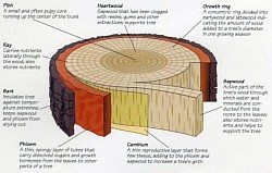 Tree Trunk/Bola Anatomy