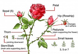Anatomy of Roses 🌹