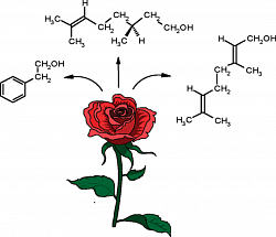 🧙‍♀️ Scent of Roses