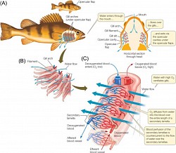 Fish Anatomy