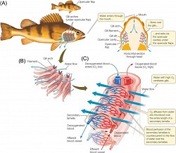 Fish Anatomy