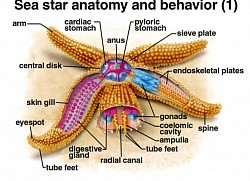 Star Fish Anatomy