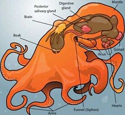 Octopus Anatomy