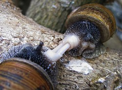Hermaphroditic snails (Cornu aspersum)  mating