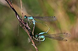 Blue-tailed damselflies (Ischnura elegans) mating