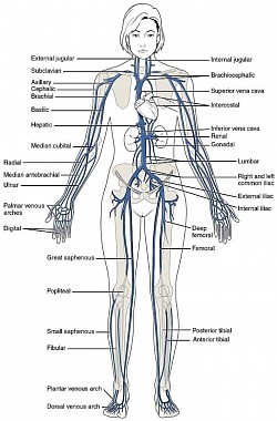 Main veins of the Systemic Circulation . Image :- R№  R' $$o. The Thom's👑 @fair 🎥