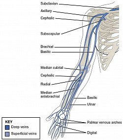 Deep and superficial veins of the arm and near thorax.