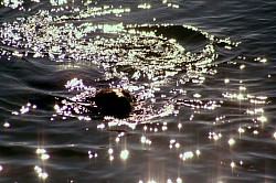 Sea Otter & Sun Glitters :- is a bright, sparkling light formed when sunlight reflects from water waves. The waves may be caused by natural movement of the water, or by the movement of birds or animals in the water. Even a ripple from a thrown rock will create a momentary glitter. Light reflects from smooth surfaces by specular reflection. A rippled but locally smooth surface such as water with waves will reflect the sun at different angles at each point on the surface of the waves. As a result, a viewer in the right position will see many small images of the sun, formed by portions of waves that are oriented correctly to reflect the sun's light to the viewer's eyes. The exact pattern seen depends on the viewer's precise location. The color and the length of the glitter depend on the altitude of the Sun. The lower the sun appears, the longer and more reddish the glitter is. When the sun is really low above the horizon, the glitter breaks because of the waves, which could sometimes obstruct the sun and cast a shadow on the glitter.