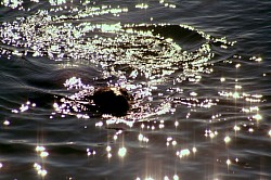 Sea Otter & Sun Glitters :- is a bright, sparkling light formed when sunlight reflects from water waves. The waves may be caused by natural movement of the water, or by the movement of birds or animals in the water. Even a ripple from a thrown rock will create a momentary glitter. Light reflects from smooth surfaces by specular reflection. A rippled but locally smooth surface such as water with waves will reflect the sun at different angles at each point on the surface of the waves. As a result, a viewer in the right position will see many small images of the sun, formed by portions of waves that are oriented correctly to reflect the sun's light to the viewer's eyes. The exact pattern seen depends on the viewer's precise location. The color and the length of the glitter depend on the altitude of the Sun. The lower the sun appears, the longer and more reddish the glitter is. When the sun is really low above the horizon, the glitter breaks because of the waves, which could sometimes obstruct the sun and cast a shadow on the glitter.