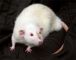 The mouse that roared to feast one's eyes on a gorgeous view.