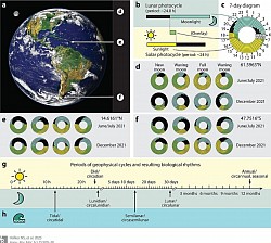 The emergence of complex rhythms from solar and lunar cycles in marine ecosystems.