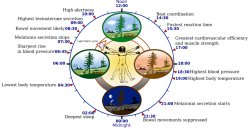 Features of the human circadian biological clock based on a person who goes to sleep at 10 PM.