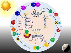 Molecular interactions of clock genes and proteins during Drosophila circadian rhythm.