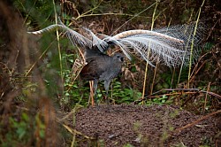 Superb lyrebird (Menura novaehollandiae) : Generally, juveniles initially learn mimetic items through transmission by older lyrebirds, rather than from the model species themselves. This is reflected in the vocalisations of lyrebirds in the Sherbrooke Forest in Victoria, which were observed to frequently mimic the song of pilotbirds, a species that had not been recorded in the area for over 10 years. During the winter when the nestlings hatch, adults more frequently mimic model species that are less active during this time, again suggesting that mimetic items are initially learnt from other lyrebirds. The superb lyrebird is renowned for its elaborate vocal mimicry, with an estimated 70–80% of the male's vocalisations consisting of imitations of other species, mostly other birds but occasionally marsupials. Females also sing, regularly producing both lyrebird-specific song and vocal mimicry. Both sexes can intersperse vocal mimicry with lyrebird-specific vocalisations including songs and alarm calls. The mimicry of the superb lyrebird is highly accurate, with even the model species at times unable to distinguish between model song and mimicked song. For example, one study found that shrike-thrushes did not respond any differently to hearing their own songs than to hearing imitations by lyrebirds. Audio link https://upload.wikimedia.org/wikipedia/commons/5/5e Superb_lyrebird_mimicking_Australian_native_birds.ogg  The quality of mimetic song increases with age, with adult superb lyrebirds having both greater accuracy and a more diverse repertoire of mimetic songs when compared to subadult birds. Subadult lyrebirds produce recognisable imitations, which fall short of adult versions in terms of frequency range, consistency and acoustic purity, for example in imitations of the complex whipbird call. The mimicry of male superb lyrebirds is a well-known example of a sexually selected trait. Females prefer males that produce more accurate mimicry and that have a greater diversity of mimetic songs in their repertoire. Although to the human ear the differences between songs are indistinguishable, there are differences in the mimetic song quality between individual lyrebirds due to signal degradation, reverberation and attenuation, as well as the frequency and volume attained. There is evidence that there are costs associated with the development of mimetic song, and while these costs are currently unknown, they indicate that that quality of a lyrebird's mimetic song is an honest signal that can be used by females in mate selection. The superb lyrebird is described as able to imitate twenty bird species' calls, and a male is shown mimicking a car alarm, chainsaw, and various camera shutters. However, two of the three lyrebirds featured were captive birds. One of the three was observed imitating a laughing kookaburra with such close similarity that a nearby kookaburra began responding to the lyrebird and calling back. A recording of a superb lyrebird mimicking sounds of an electronic shooting game, workmen, and chainsaws was added to the National Film and Sound . The vocalizations of some superb lyrebirds in the New England area of New South Wales are said to possess a flute-like timbre.