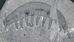 Aysheaia is an extinct genus of soft-bodied lobopodian, known from the Middle Cambrian Burgess Shale of British Columbia, Canada.Aysheaia has ten body segments, each of which has a pair of spiked, annulate legs. The animal is segmented, and looks somewhat like a bloated caterpillar with a few spines added on — including six finger-like projections around the mouth and two grasping limbs on the 