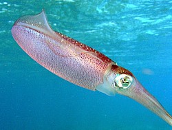 Lophotrochozoa (/ləˌfɒtroʊkoʊˈzoʊə/, 